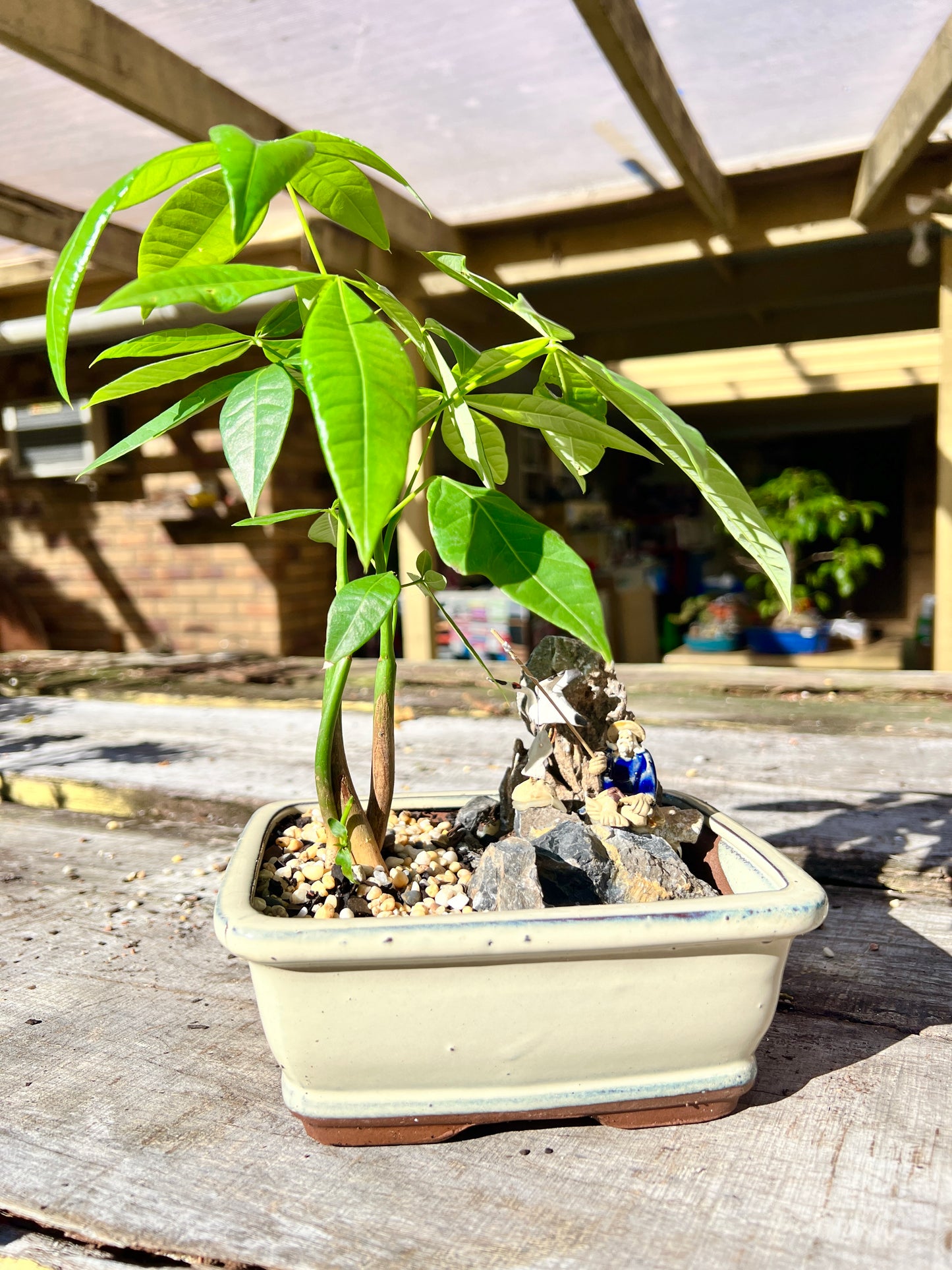 Rock Feature Triple Dragon Braided Indoor Guiana Chestnut “Pachira Aquatica” Bonsai Tree 7 Inch 发财树 - Bonsai Gifts Nursery