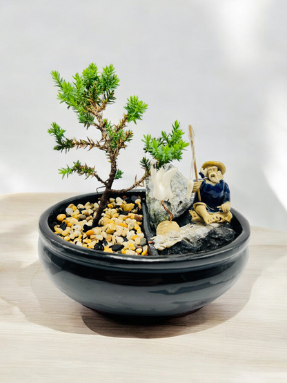 6" Juniper with Rock Feature Bonsai Tree