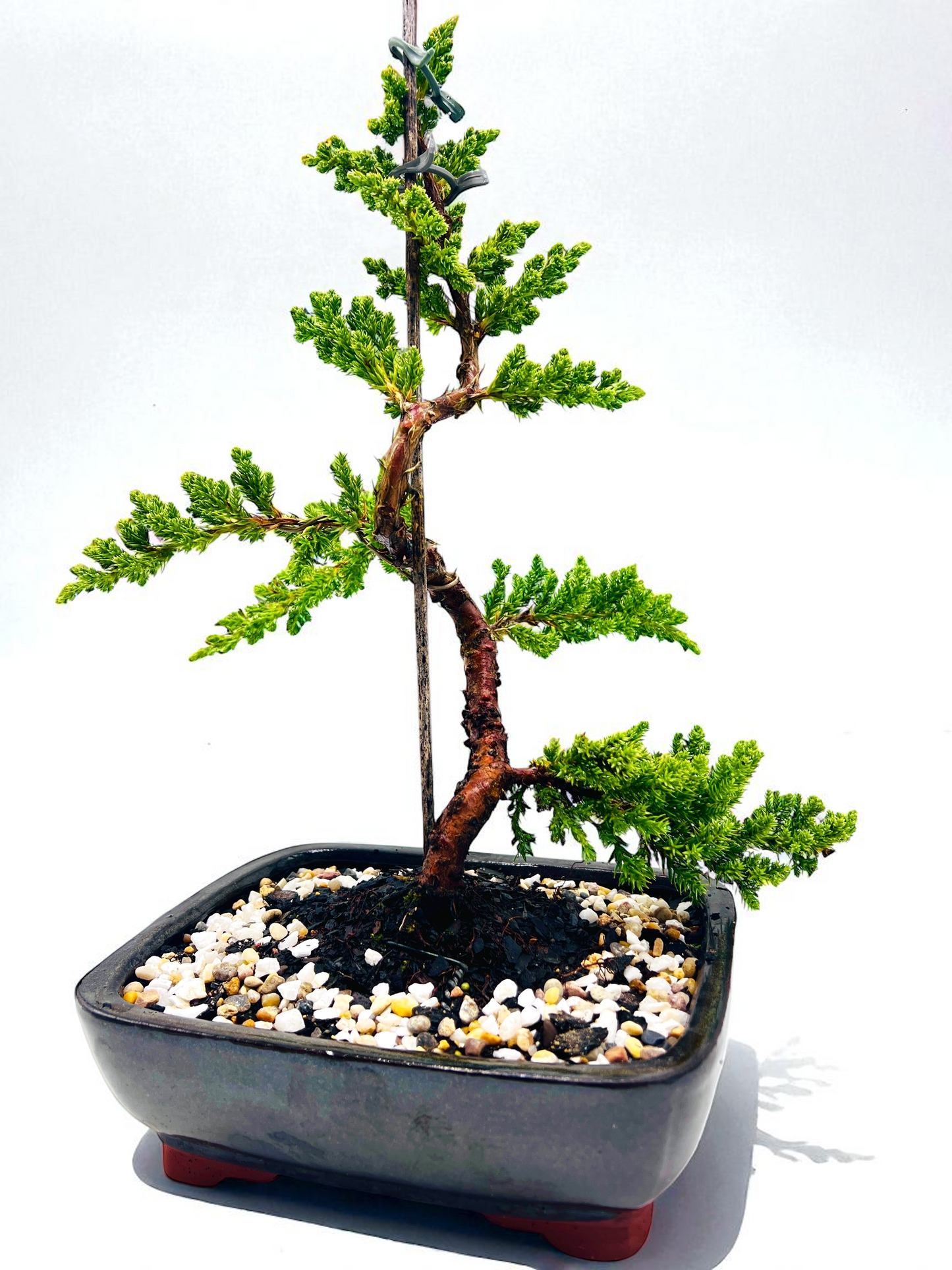 8 Inch Juniper Squamata Bonsai Tree - Black Rectangle Pot
