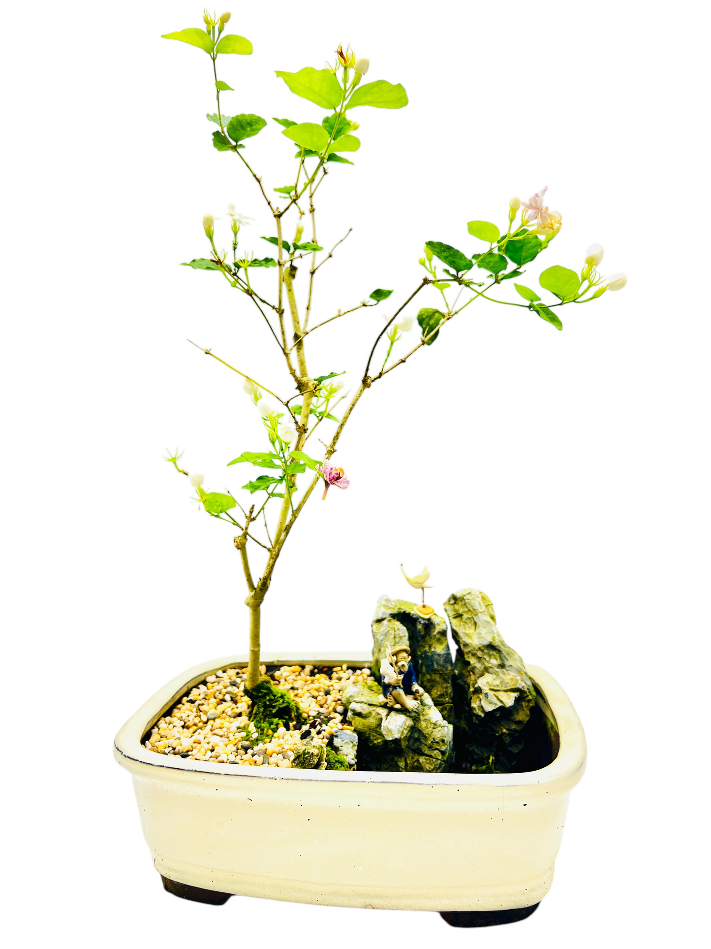 Rock Feature White/Pink Jasmine Bonsai Tree 12 Inch