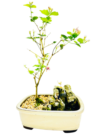 Rock Feature White/Pink Jasmine Bonsai Tree 12 Inch