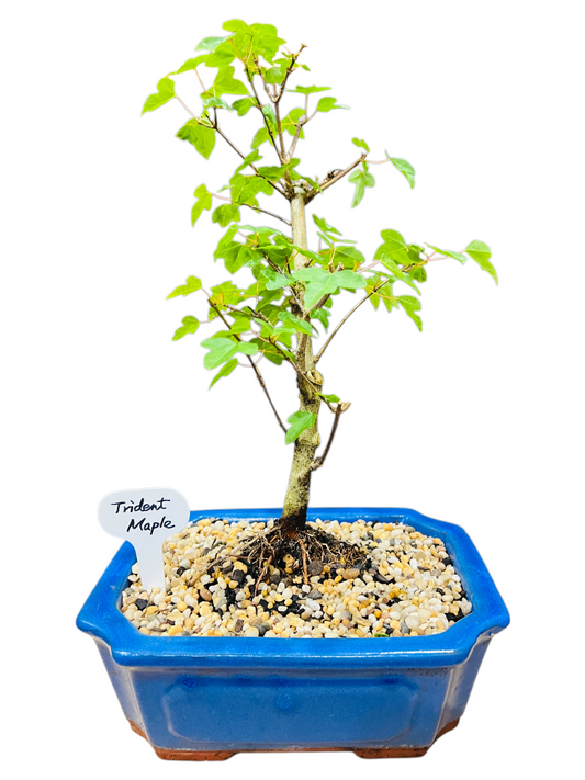 Trident Maple Bonsai Tree 8 Inch