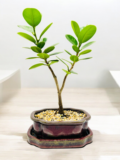 Green Island Fig Bonsai Tree 6 Inch