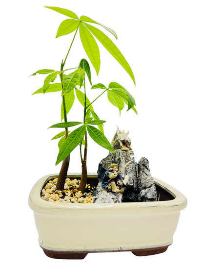 Rock Feature Twin Trunk Indoor Guiana Chestnut “Pachira Aquatica” Bonsai Tree 8 Inch 发财树