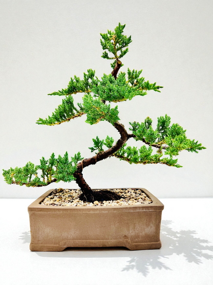 2013 Advanced Twisted Trunk Juniper Squamata Bonsai Tree