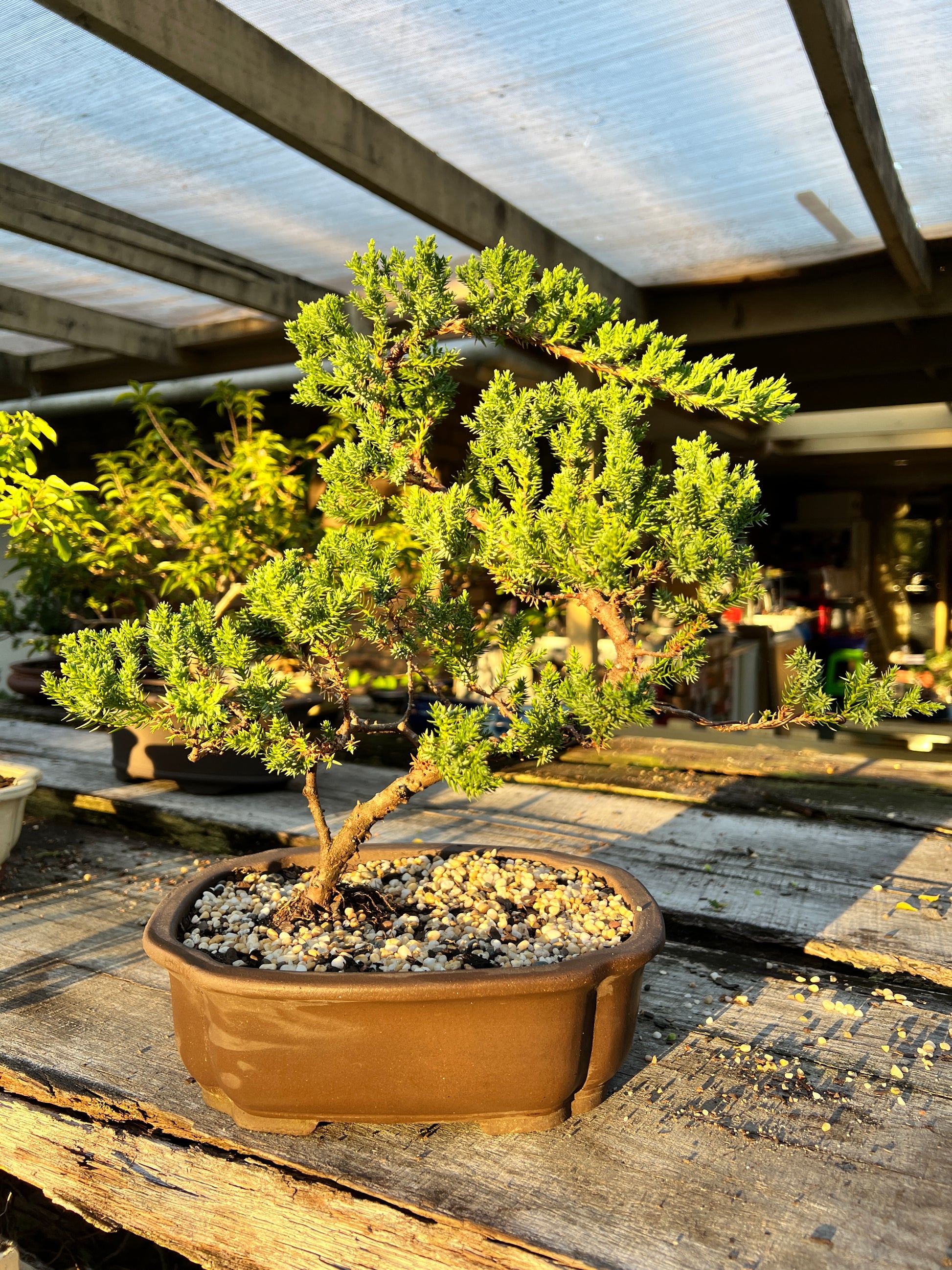 flowering juniper bonsai tree Juniper Squamata Bonsai Tree 10 Inch – Bonsai Gifts Nursery