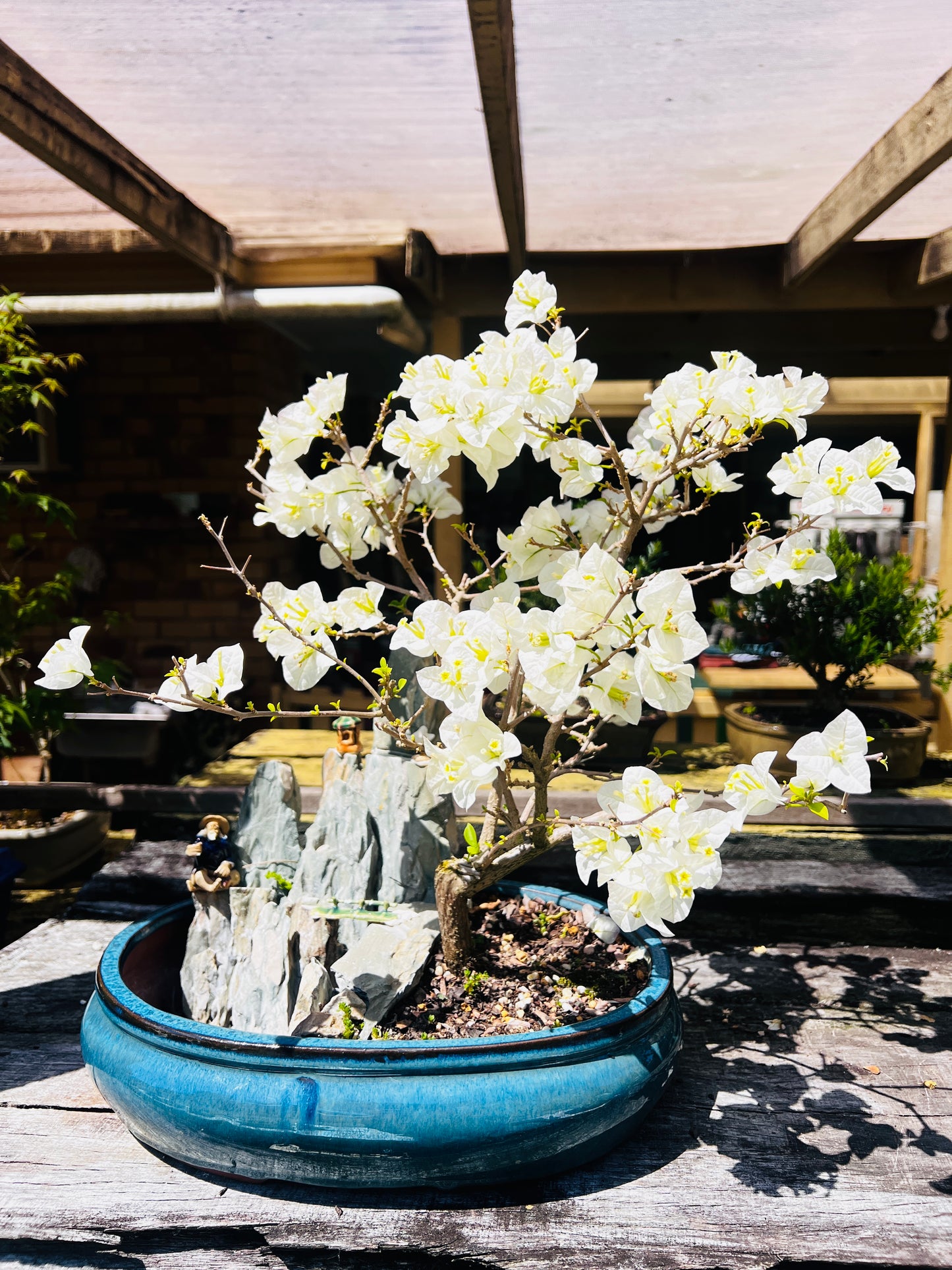 14 Inch Large White Flowering Bougainvillea Rock Feature Bonsai Tree
