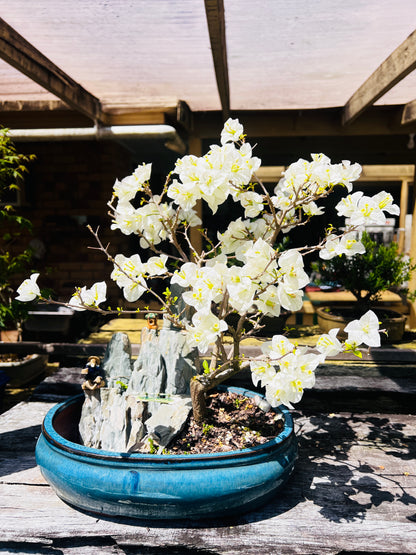 14 Inch Large White Flowering Bougainvillea Rock Feature Bonsai Tree