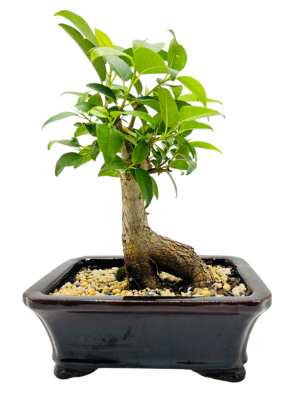 8 Inch Small Leaf Fig Bonsai Tree