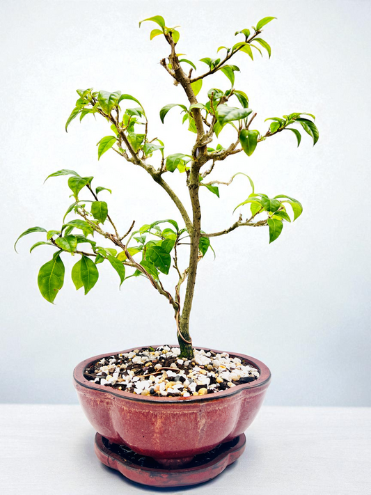Special Request - 8” Purple Bougainvillea 6 Years Old 50cm Tall With Saucer