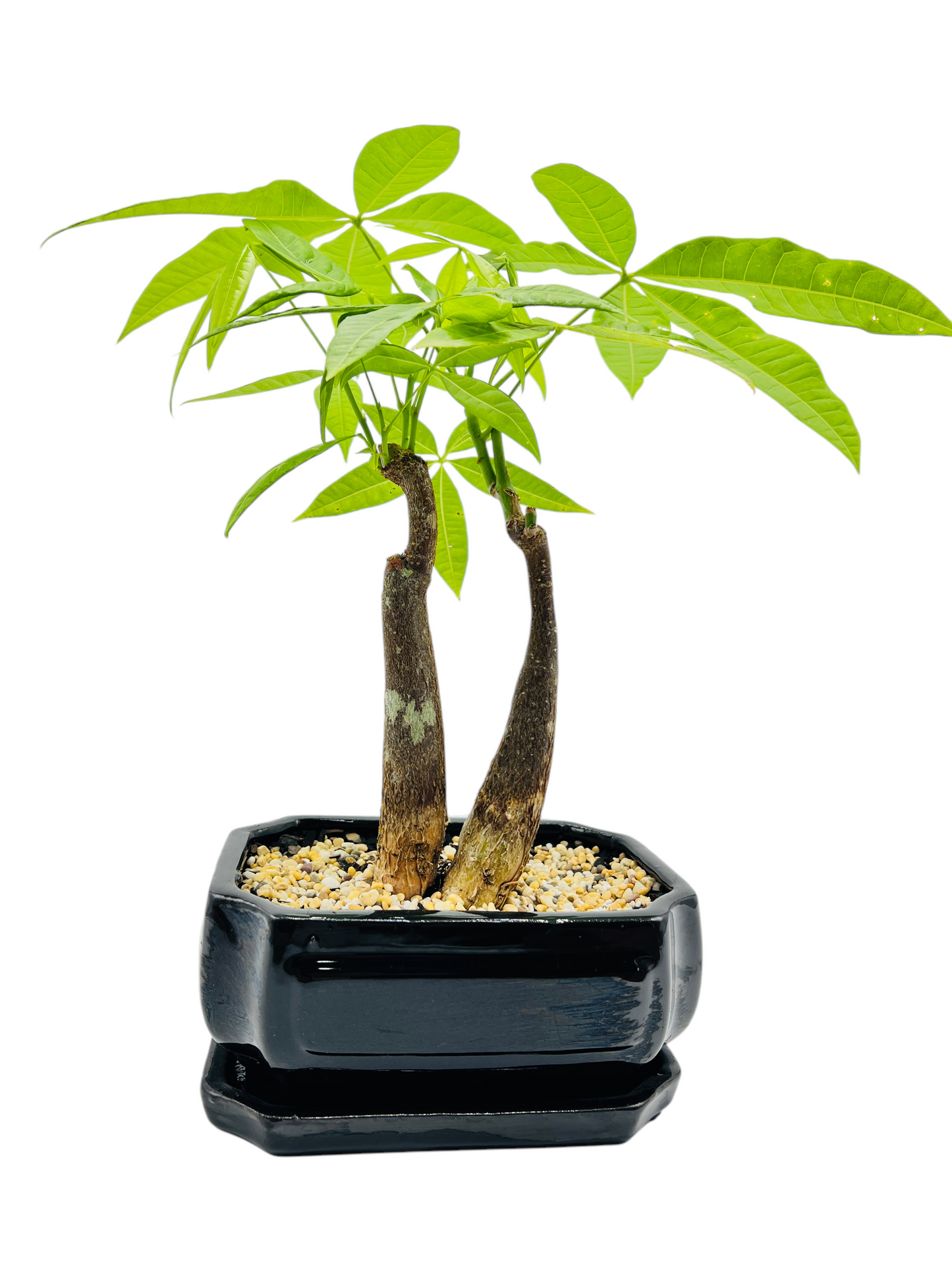 5 Leaves Twin Trunk Indoor Guiana Chestnut “Pachira Aquatica” Bonsai Tree With Saucer 8 Inch 发财树