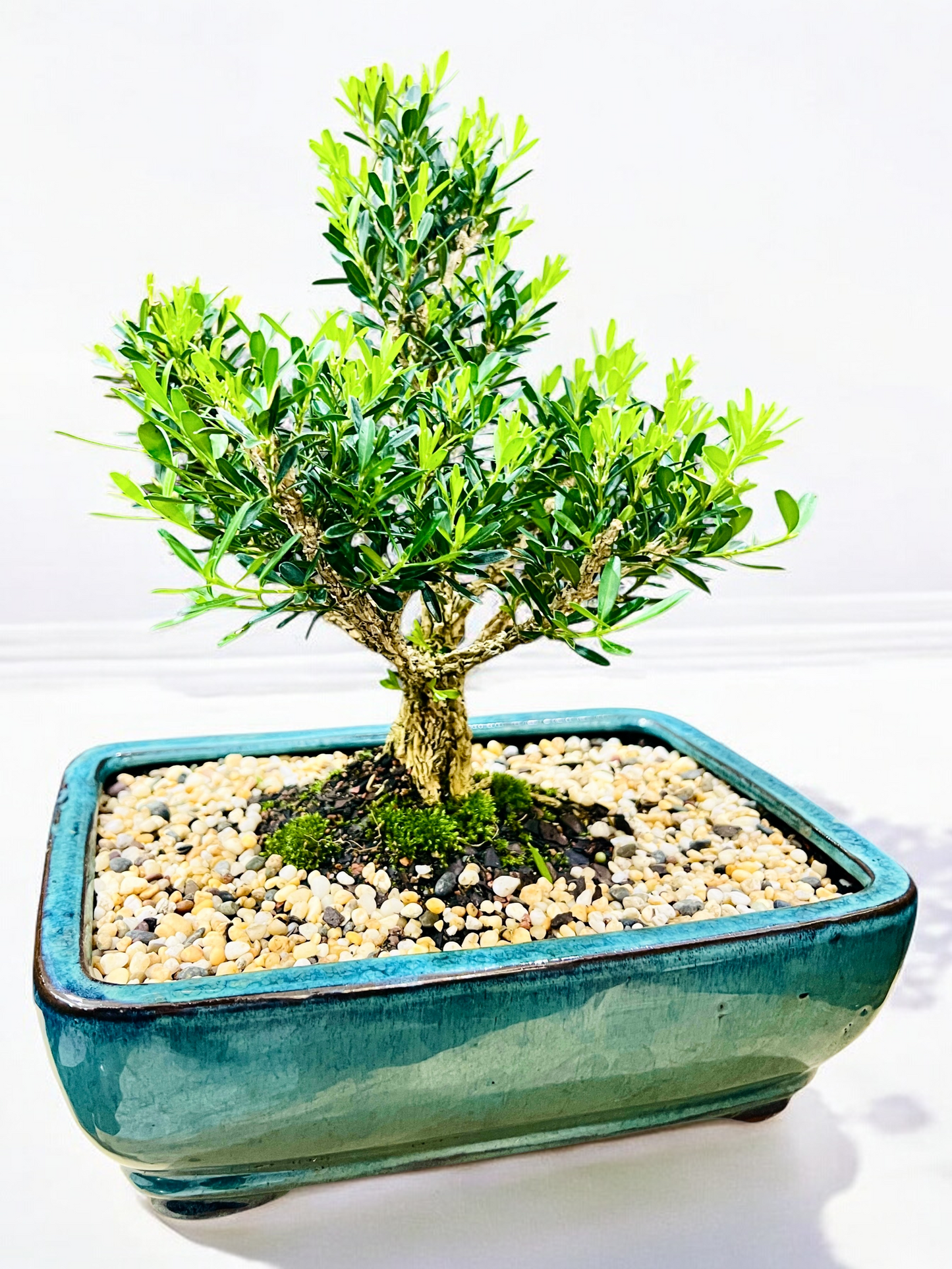 Harlandii Buxus 10" Bonsai Tree