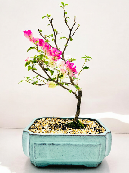 12” White/Pink Flowering Bougainvillea Bonsai Tree - Windswept Style