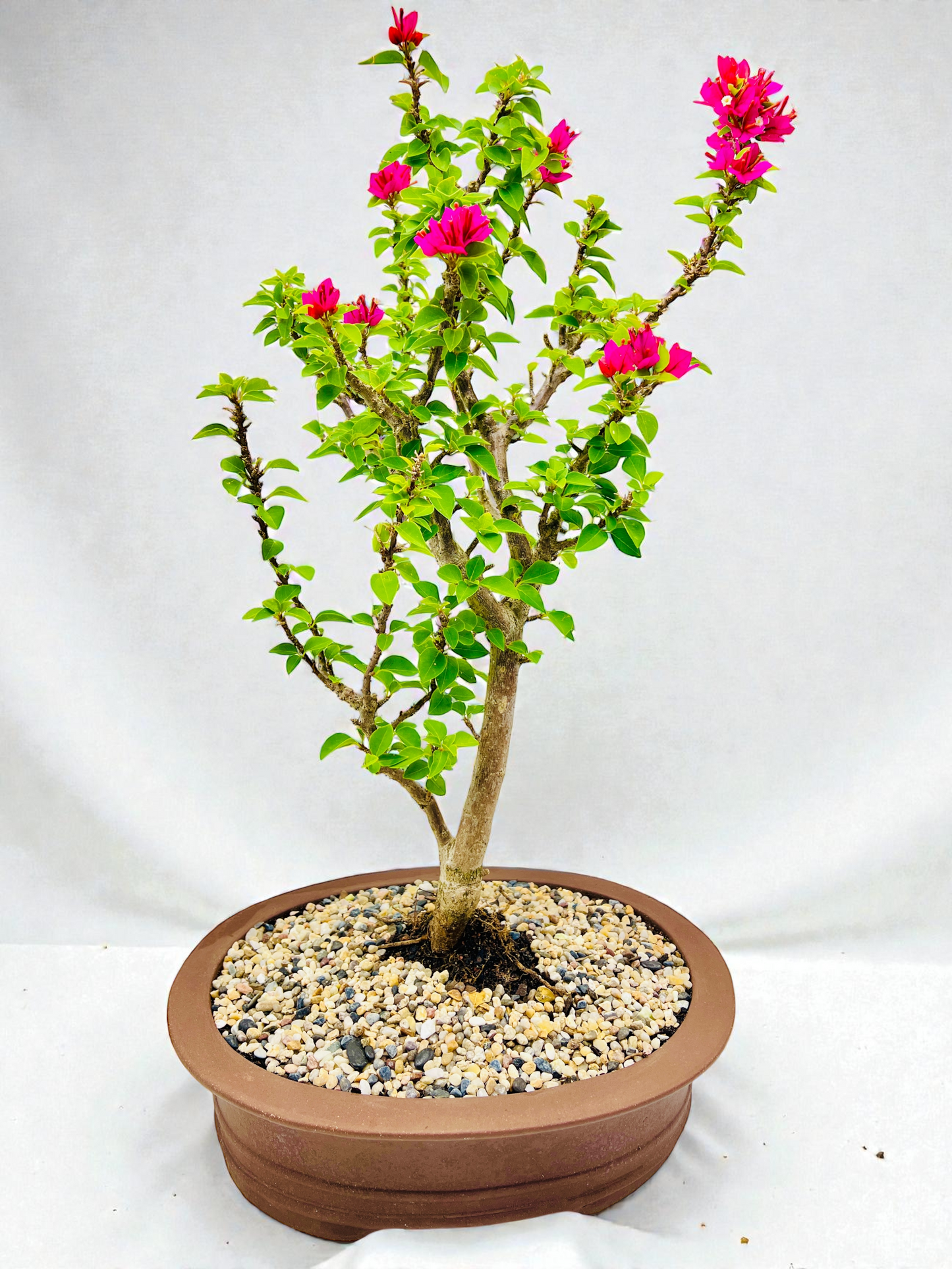 16” Pink Flowering Bougainvillea Bonsai Tree