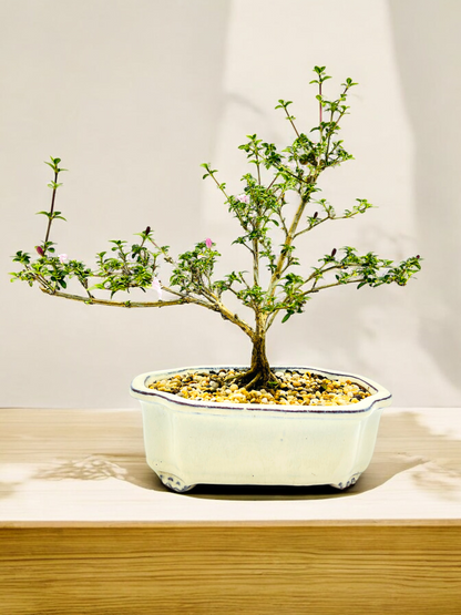 8 Inch Pink Flowering Serissa Bonsai Tree