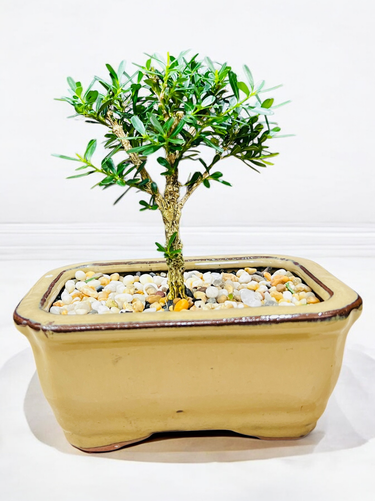 5” Harlandii Buxus Mame Mini Bonsai Tree