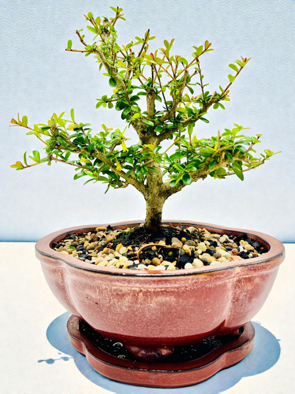 8 Inch Neea Buxifolia Bonsai Tree - Rustic Pot With Saucer
