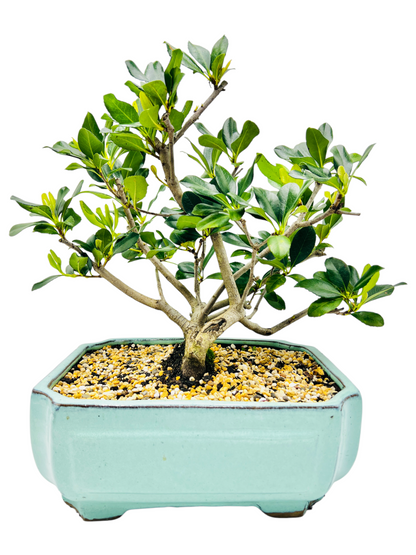 Hawthorn “Cherry Blossom” Bonsai Tree 12”