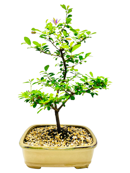 10 Inch Lavender Star Bonsai Tree