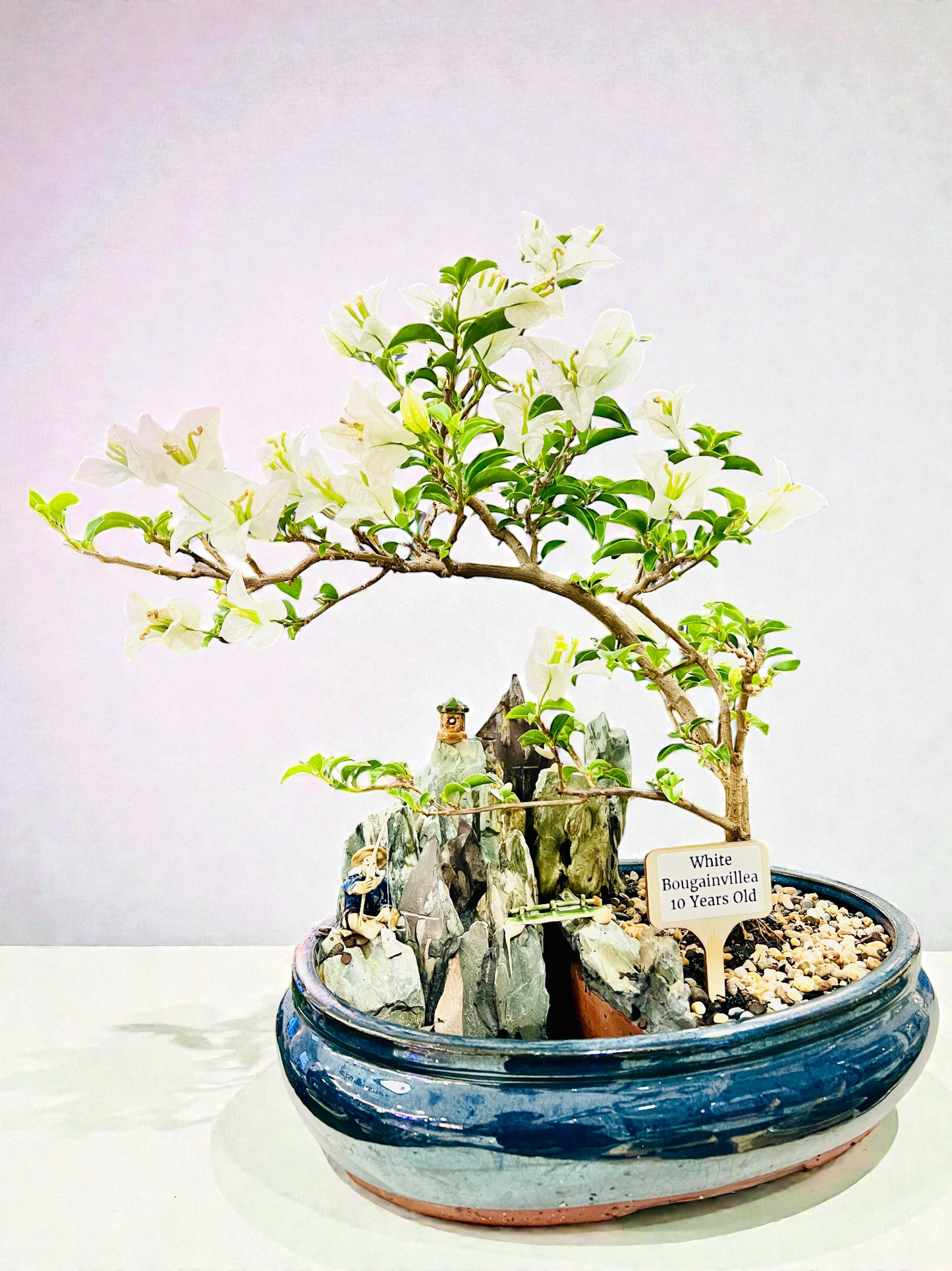 14 Inch White Bougainvillea Rock Feature Bonsai Tree