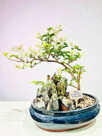 14 Inch White Bougainvillea Rock Feature Bonsai Tree