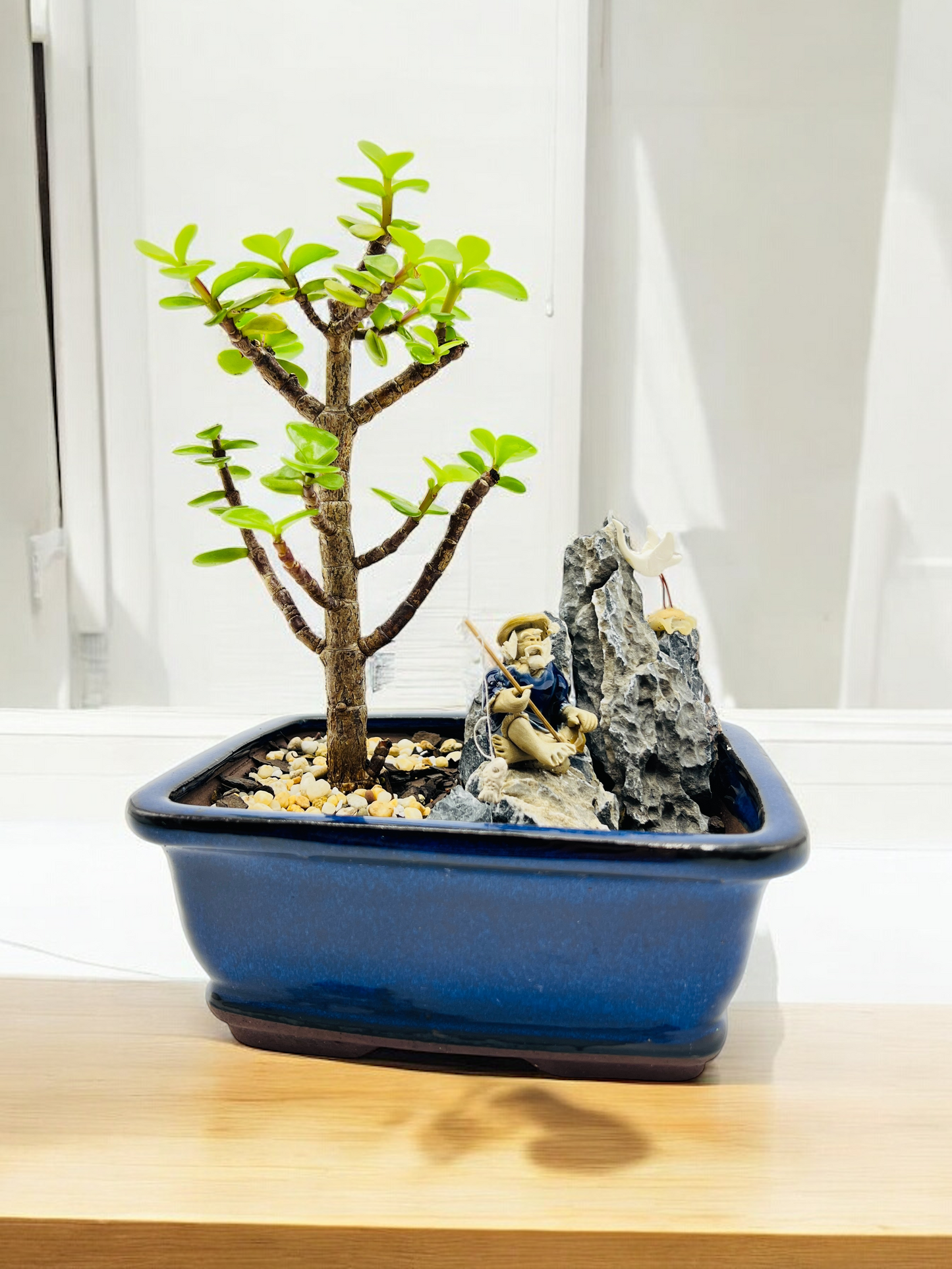 Rock Feature Jade Money Tree Bonsai 7 Inch