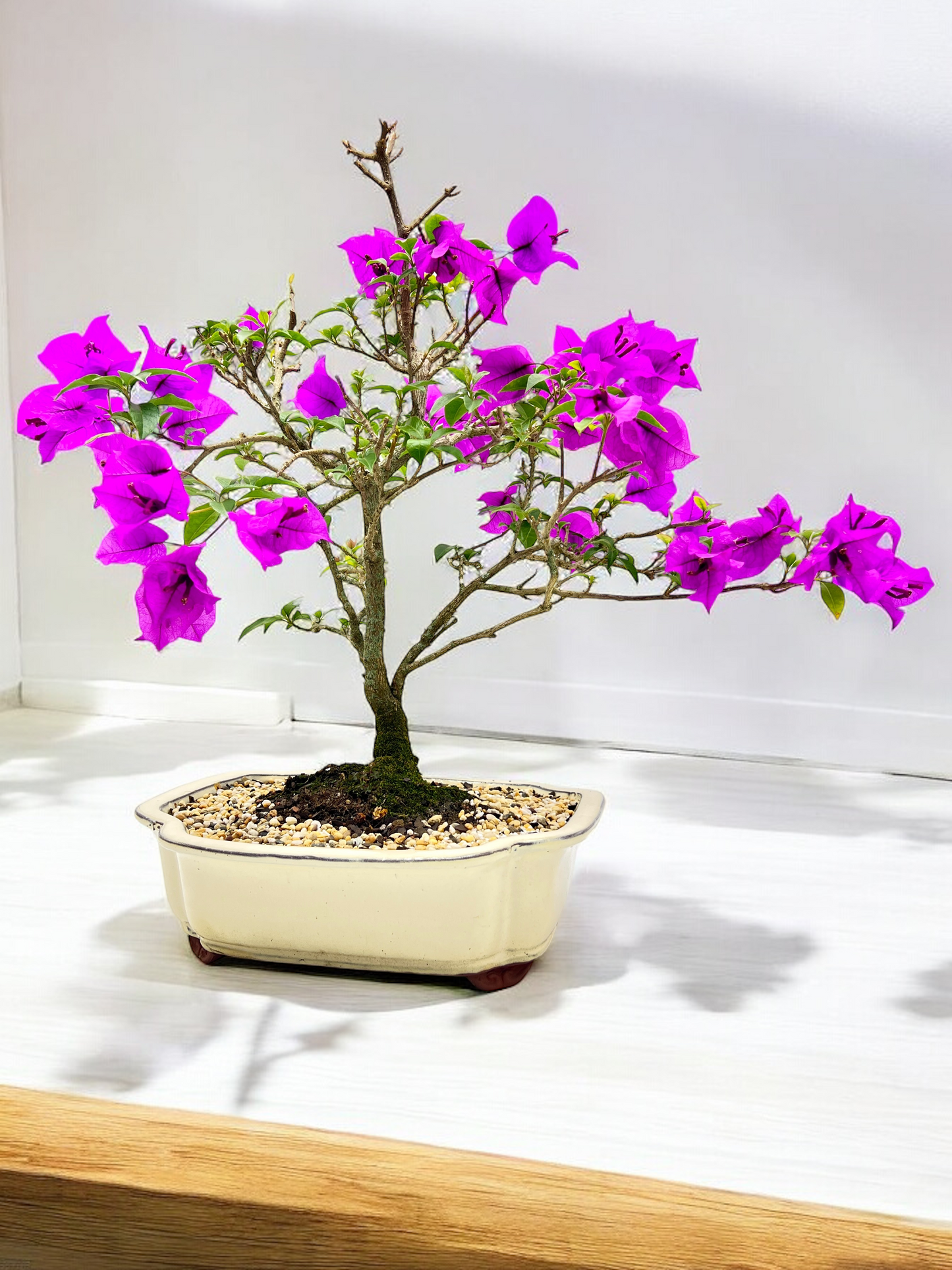 12” Purple Bougainvillea 9 Years Old 60cm Tall