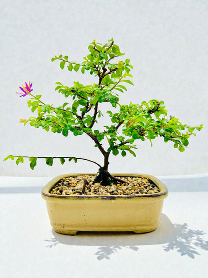 10 Inch Lavender Star Bonsai Tree