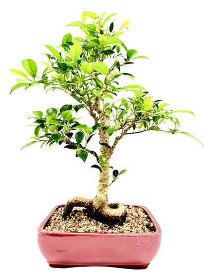 2013 Tiger Bark Fig Bonsai Tree - Red Rectangular Pot