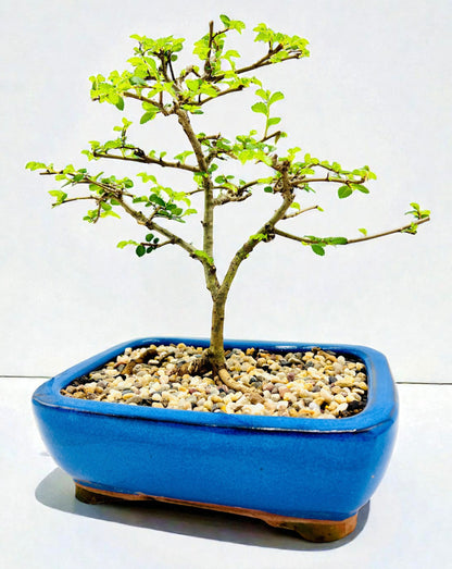 Chinese Elm Bonsai Tree 8 Inch