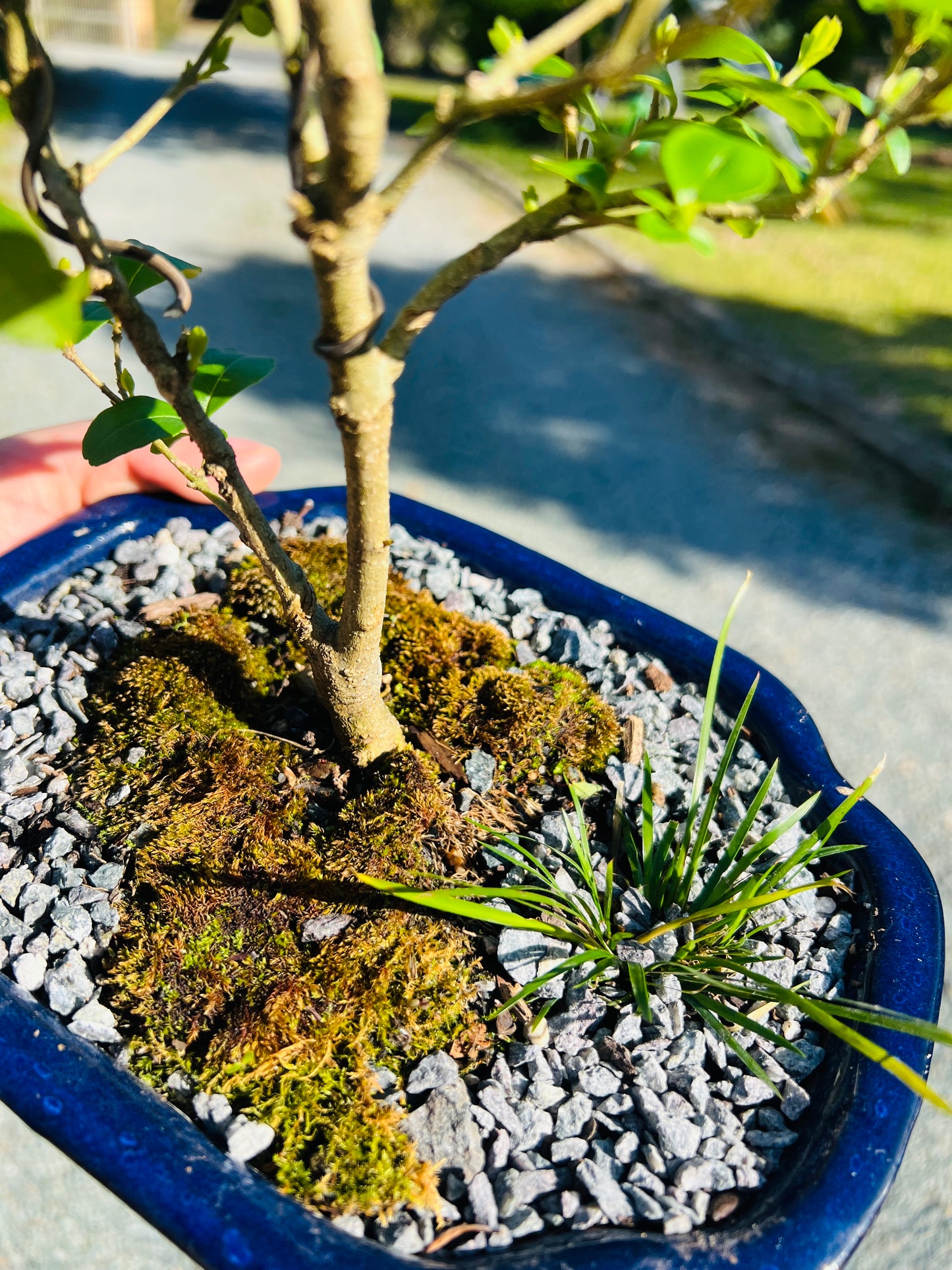 Japanese Privet Bonsai Tree 8 Inch