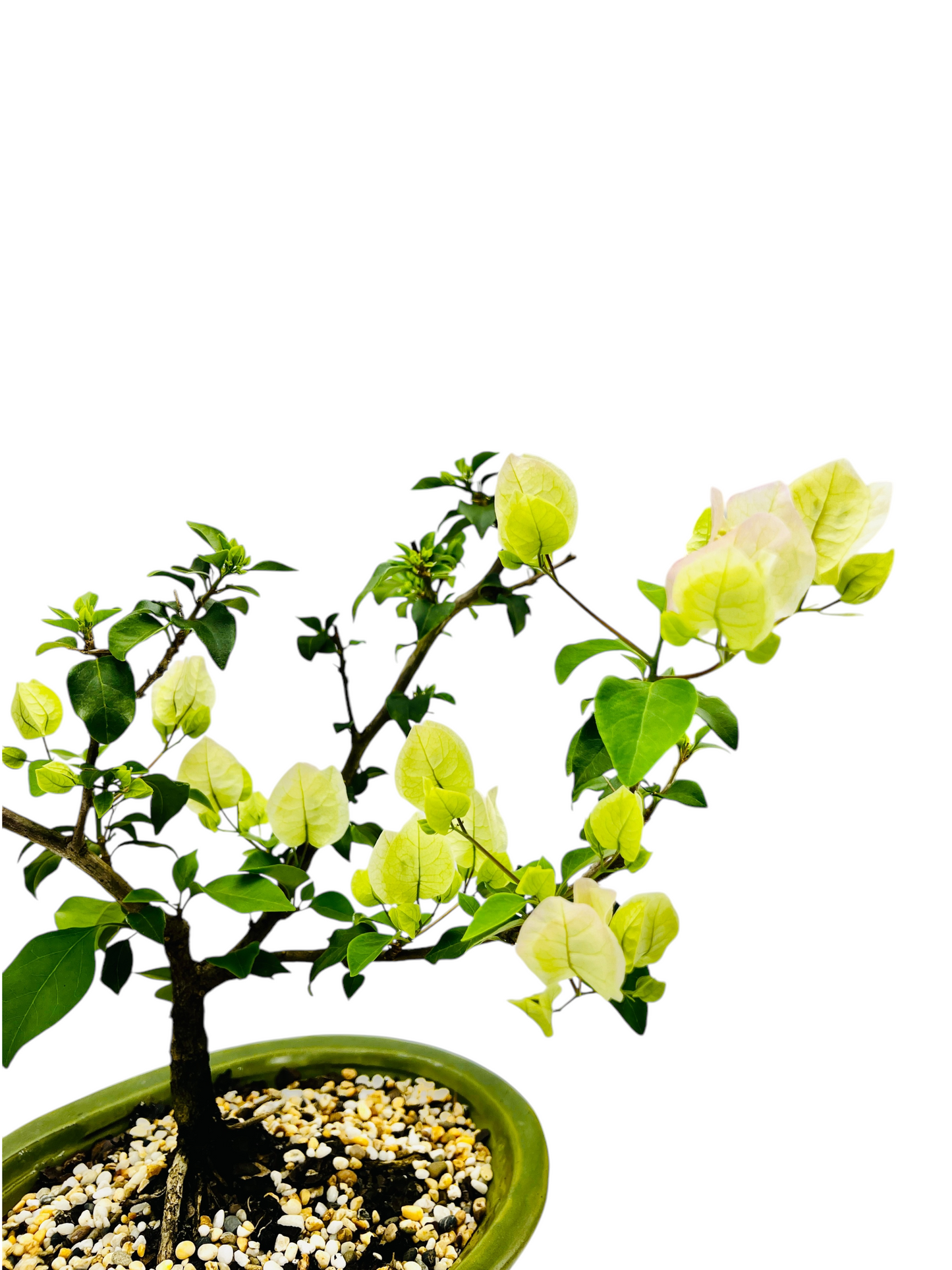 10” White/Pink Flowering Bougainvillea Bonsai Tree