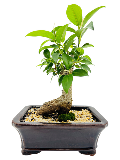 8 Inch Small Leaf Fig Bonsai Tree