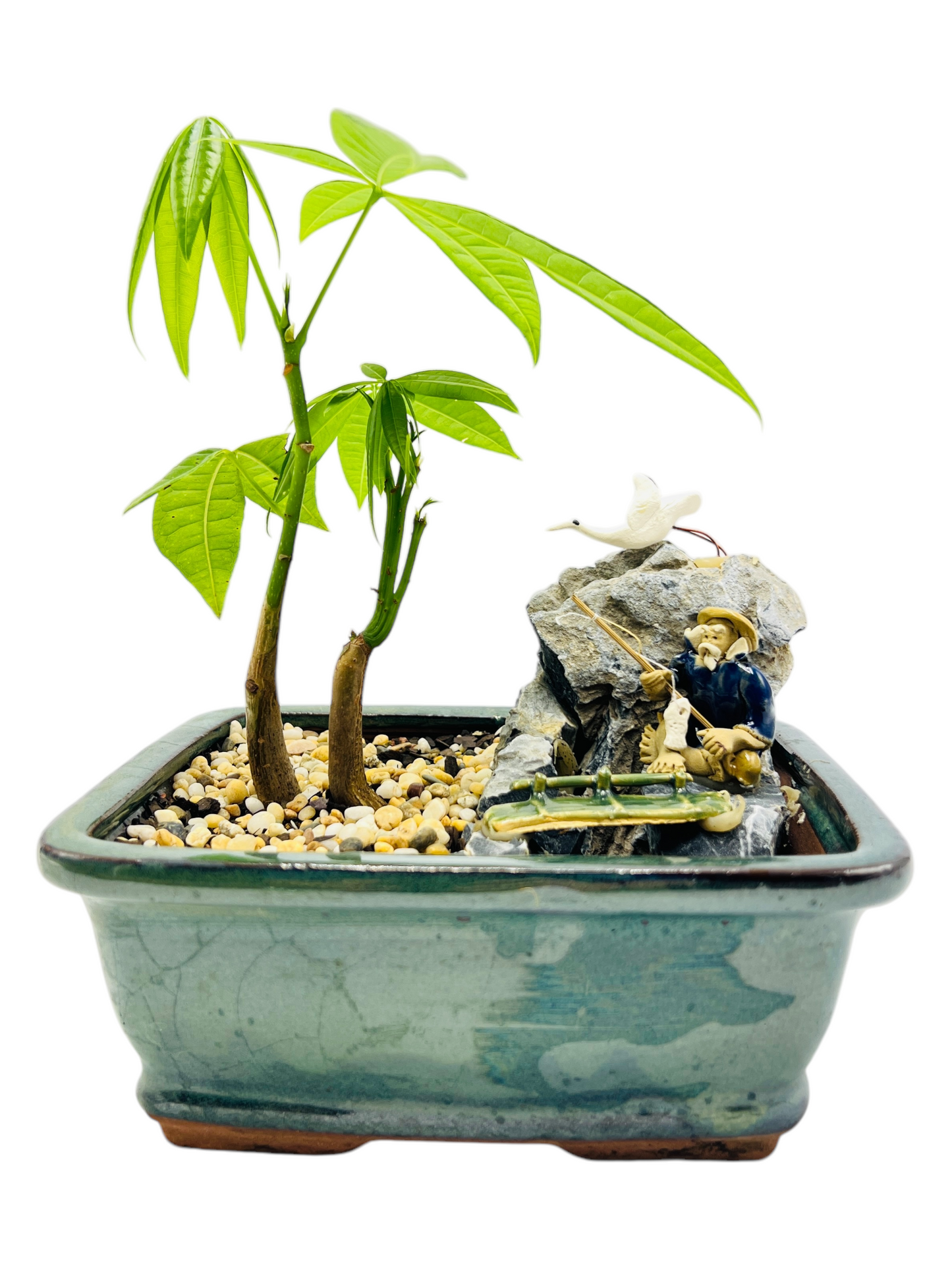 Rock Feature Twin Trunk Indoor Guiana Chestnut “Pachira Aquatica” Bonsai Tree 7 Inch 发财树