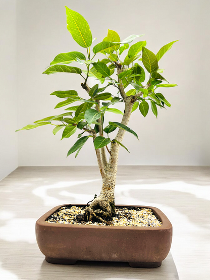 White Fig Bonsai Tree 12 Years Old 70cm Tall