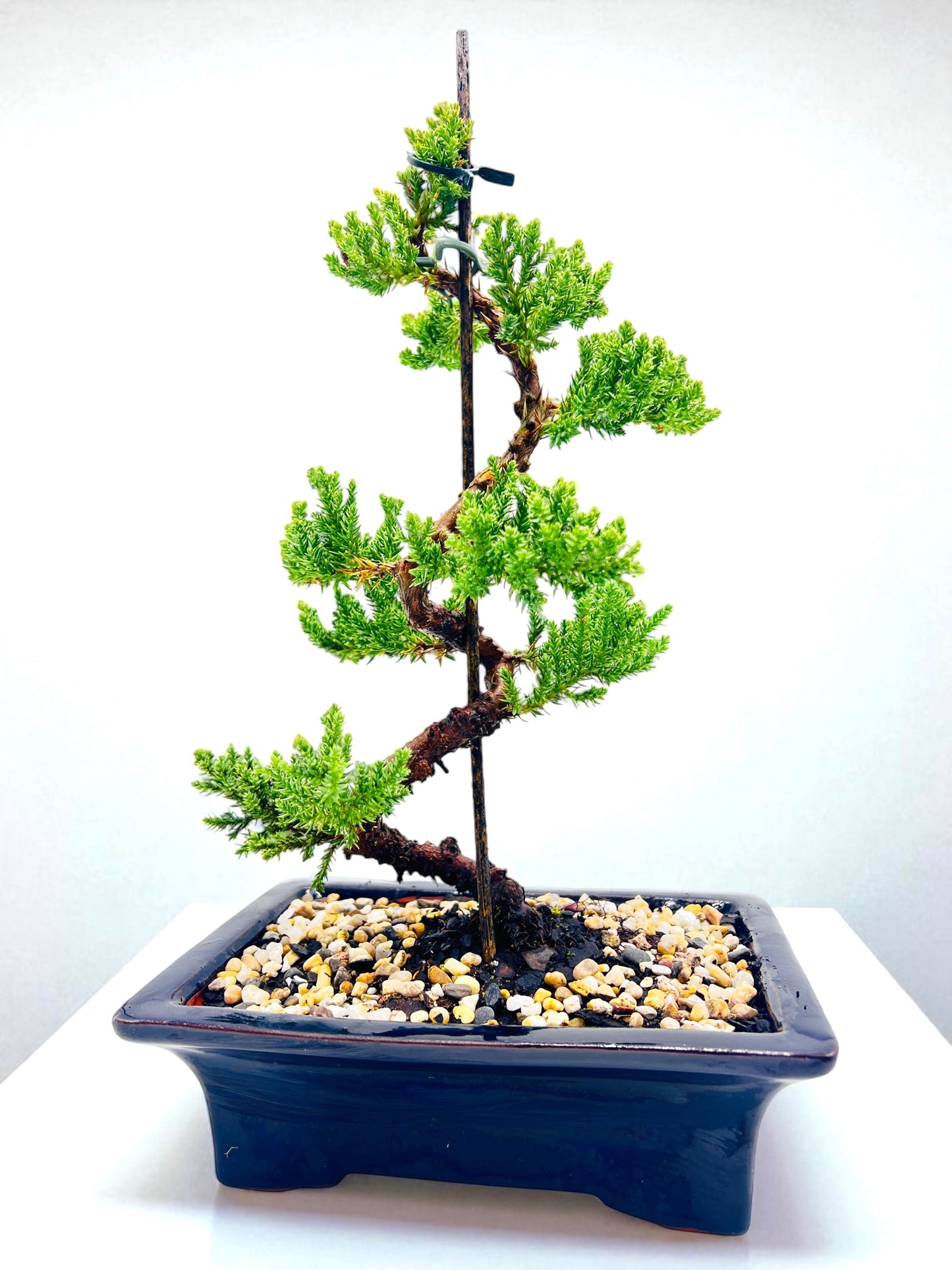 8 Inch Juniper Squamata Bonsai Tree - Black Rectangle Pot