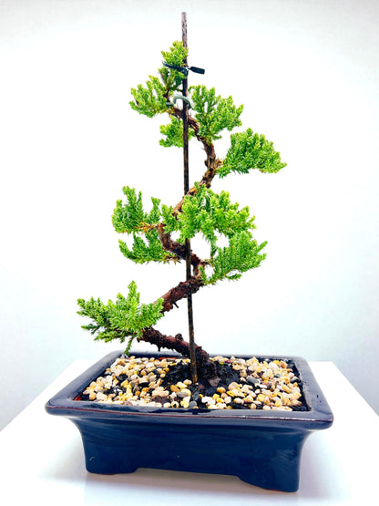 8 Inch Juniper Squamata Bonsai Tree - Black Rectangle Pot