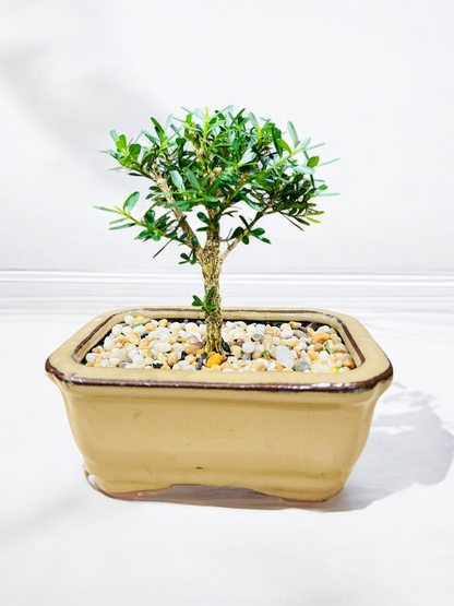 5” Harlandii Buxus Mame Mini Bonsai Tree