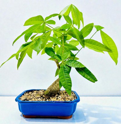 2018 Indoor Guiana Chestnut “Pachira Aquatica” Bonsai Tree 10 Inch 发财树