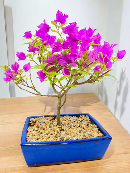 10” Purple Bougainvillea 6 Years Old 50cm Tall