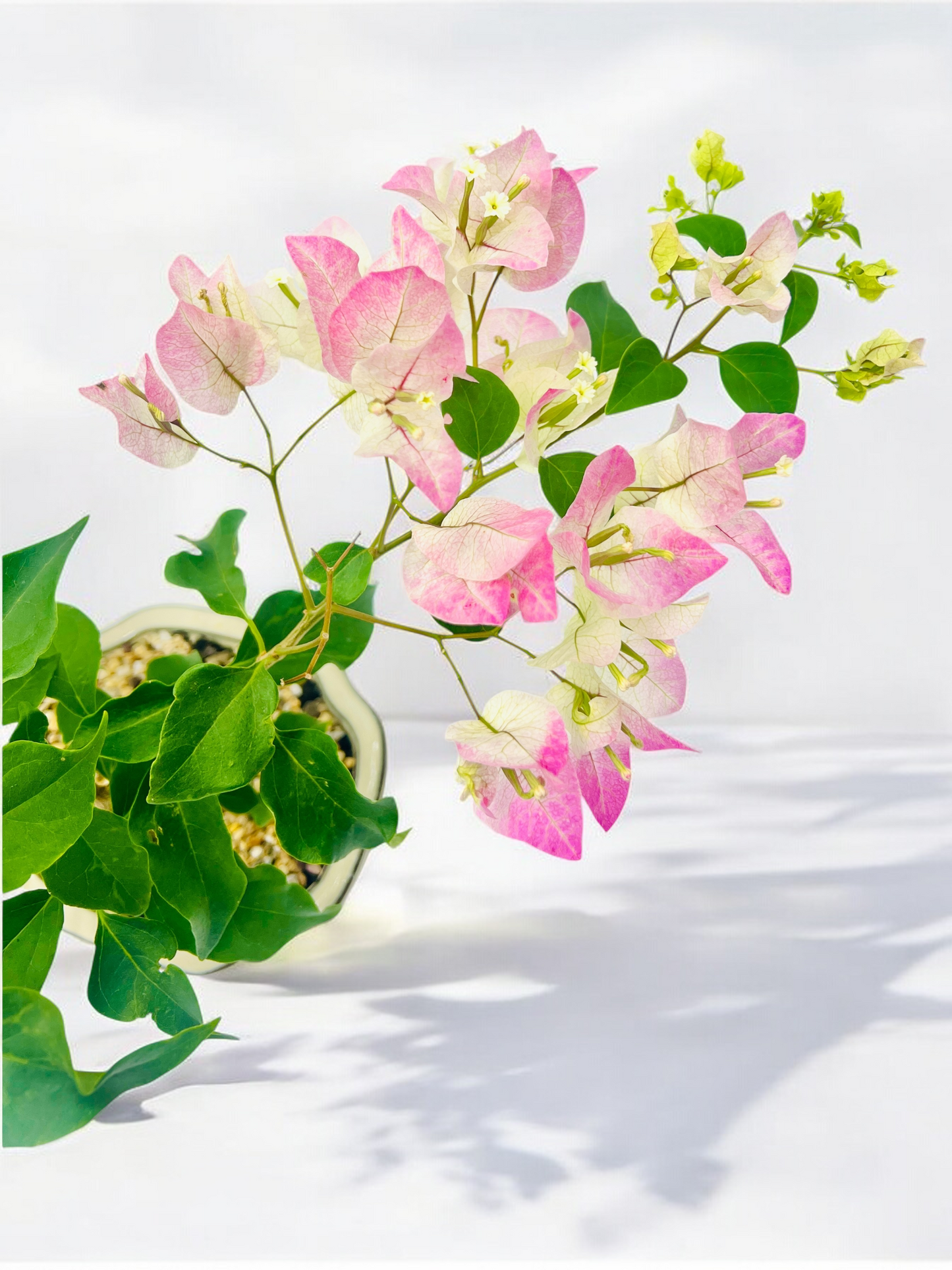 8” White Hybrid Pink Bougainvillea 3 Years Old 35cm Tall