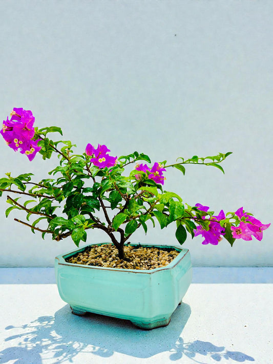 12” Purple Flowering Bougainvillea Bonsai Tree