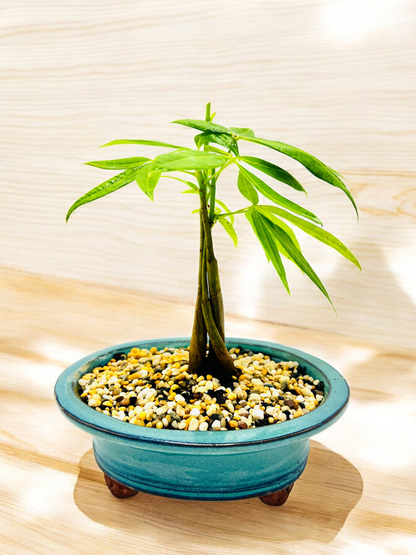 5 Leaves Triple Trunk Indoor Guiana Chestnut “Pachira Aquatica” Bonsai Tree 8 Inch 发财树