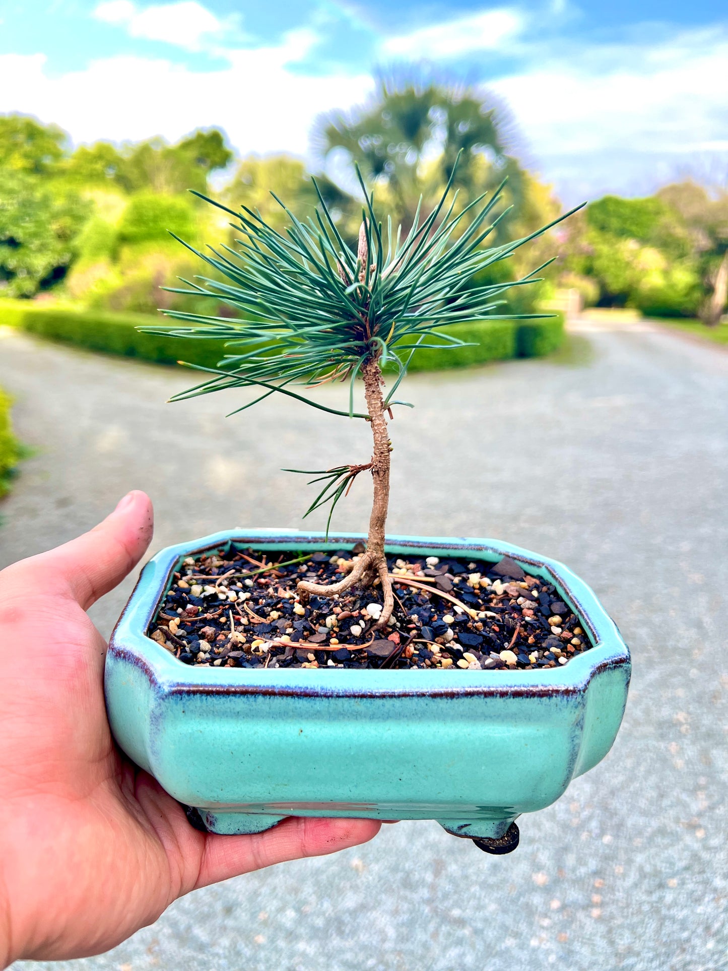 Mikawa Japanese Black Pine Bonsai Tree - Bonsai Gifts Nursery