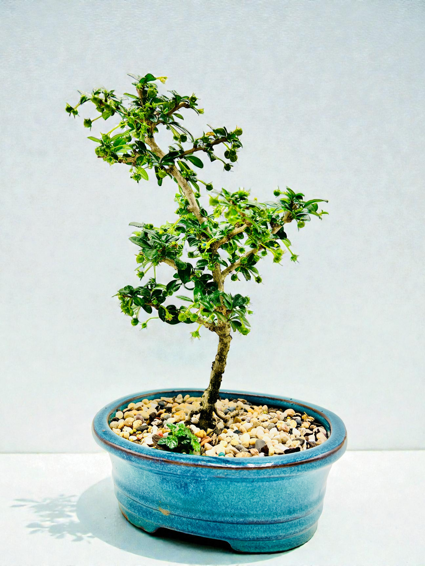8” Fukien Tea Bonsai Tree