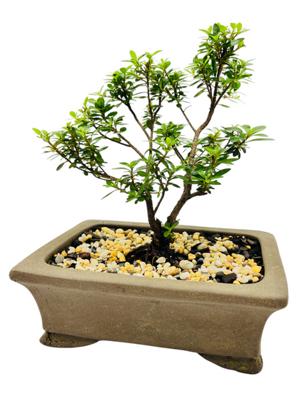 6” Saotome Azalea Bonsai Tree