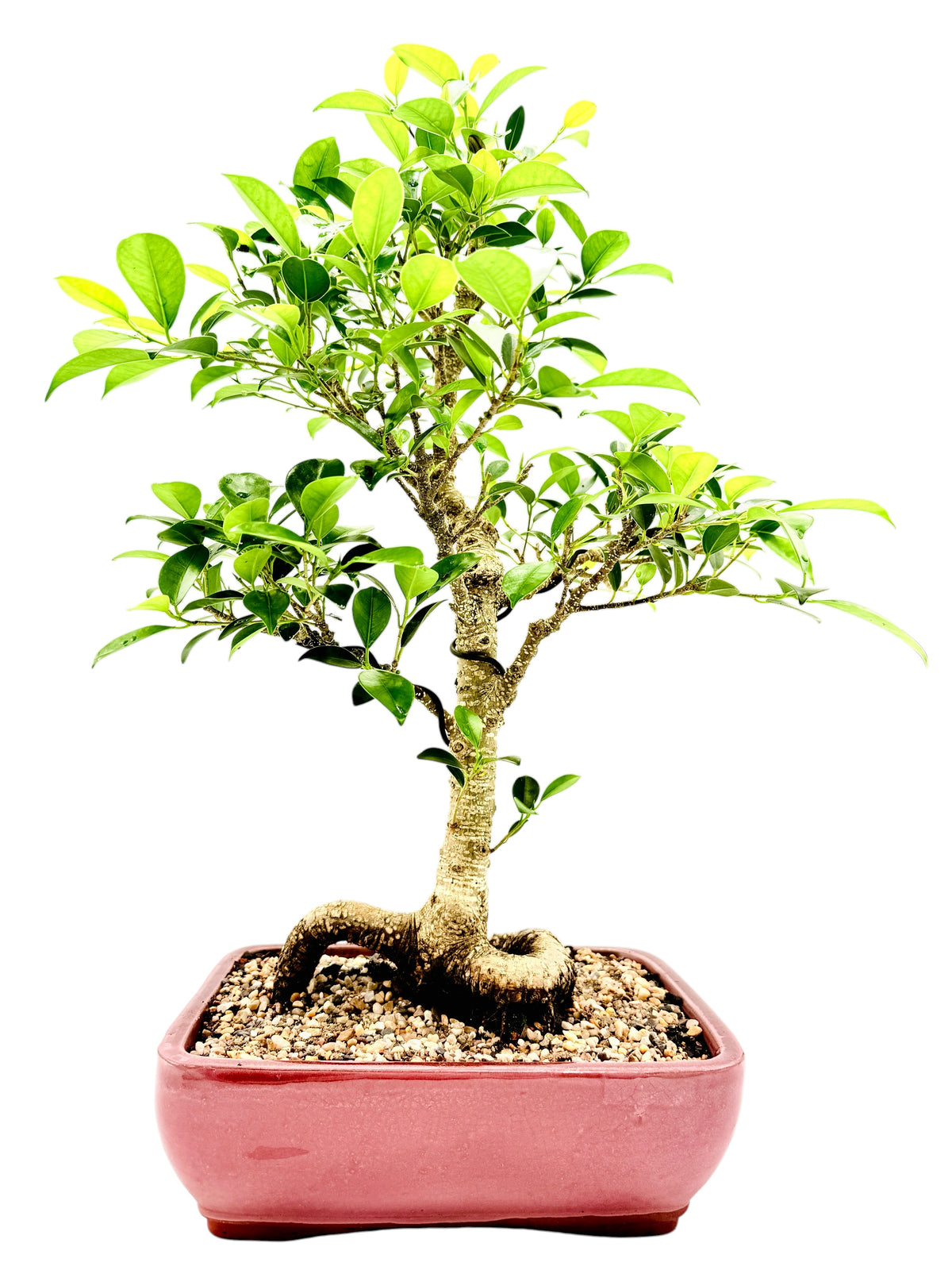 2013 Tiger Bark Fig Bonsai Tree - Red Rectangular Pot