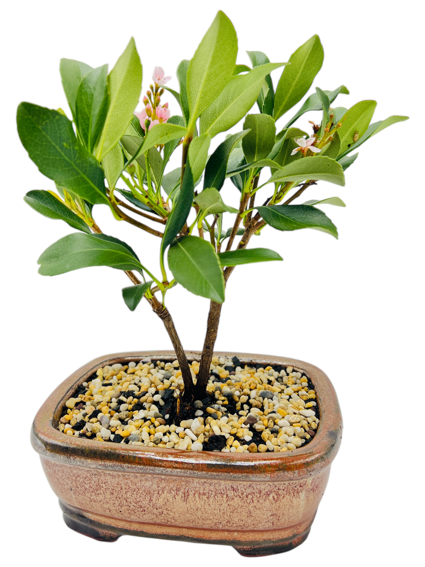 Hawthorn “Cherry Blossom” Bonsai Tree 8 Inch