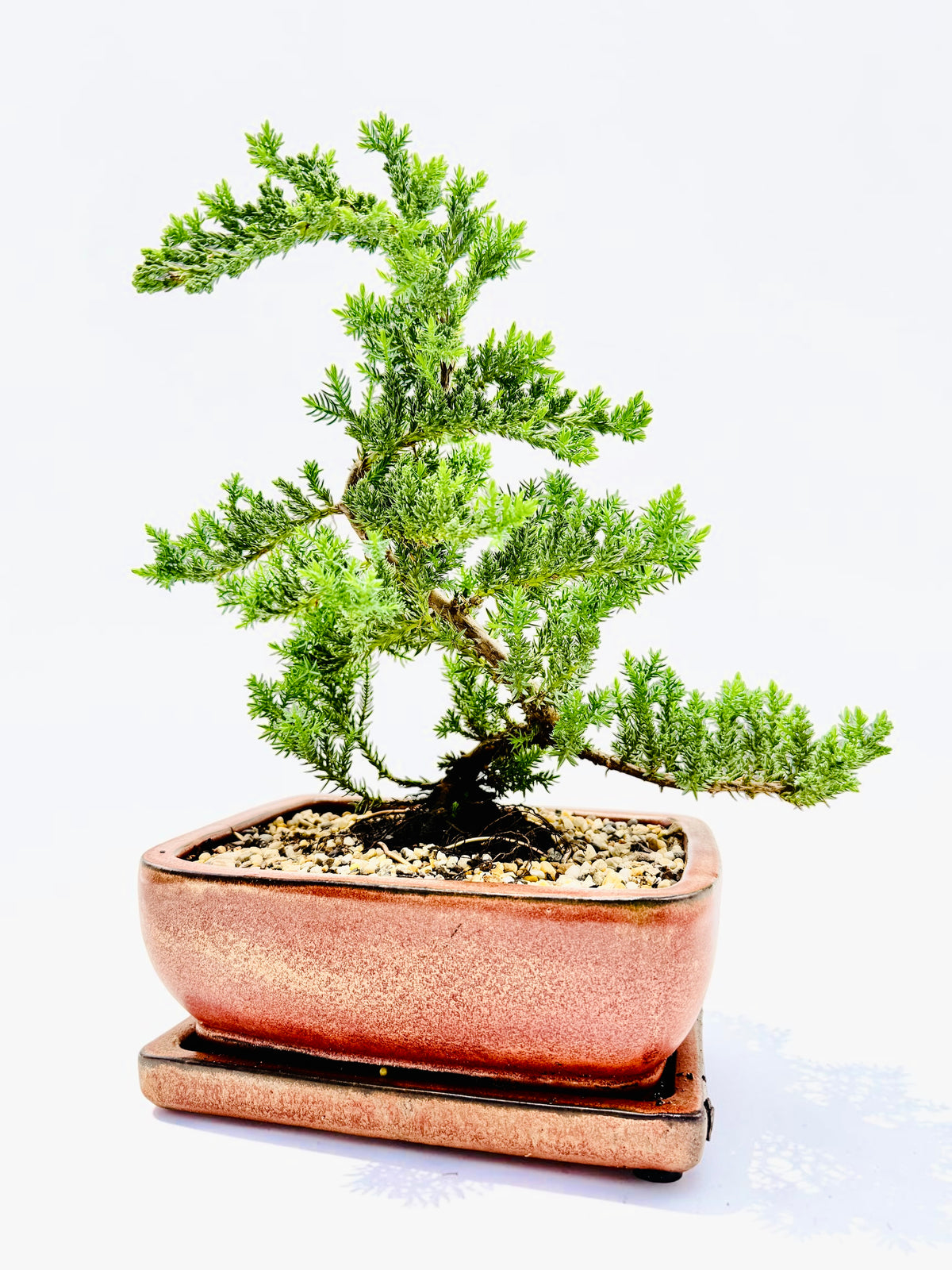 8 Inch Juniper Squamata Bonsai Tree With Saucer - Rustic Glazed Pot