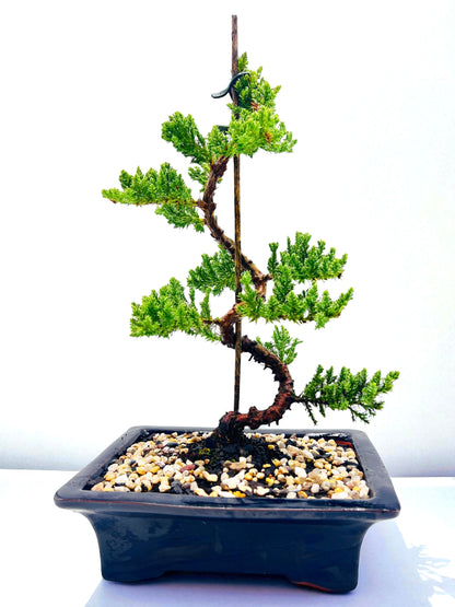 8 Inch Juniper Squamata Bonsai Tree - Black Rectangle Pot